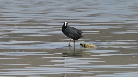 Eurasian coot (Fulica atra), also known as the common coot, or Australian coot, preening - cleaning its feathers in a lake.