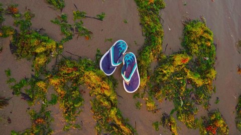 Flip flops on the beach among green algae
