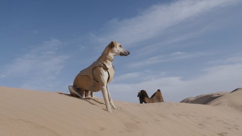 Camel is chewing, funny animal video. Sloughi dog (Arabian greyhound, North African greyhound) close to a camel (dromedary) on a sand dune, Essaouira, Morocco. Slow-motion.