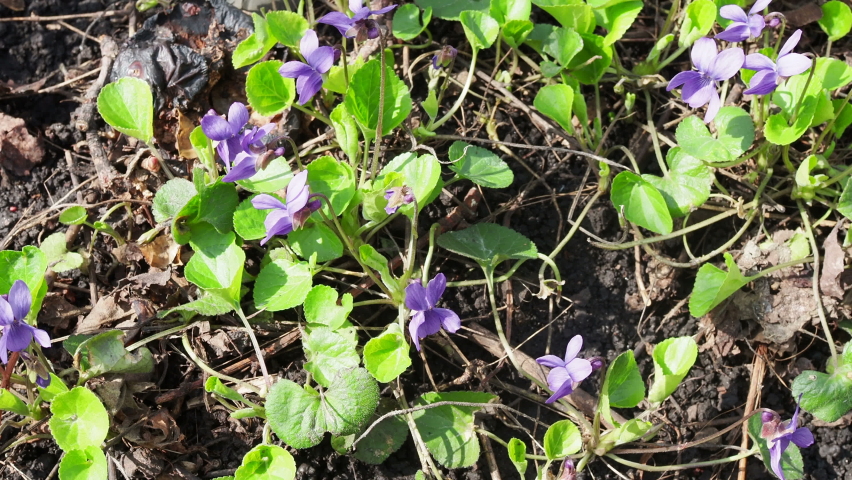 violets flowers blooming in spring meadow.spring time in forest.