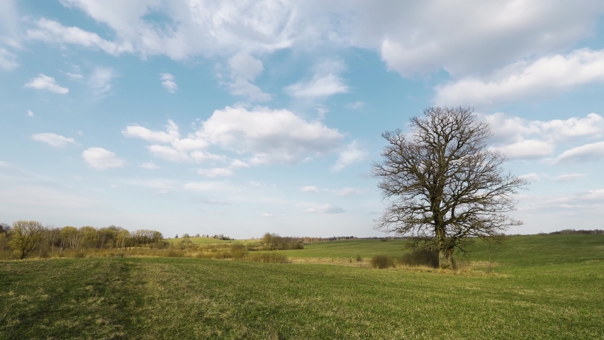 Leafless oak tree in the middle of green field in spring time . Blue sky with moving white clouds in background. Time lapse video.