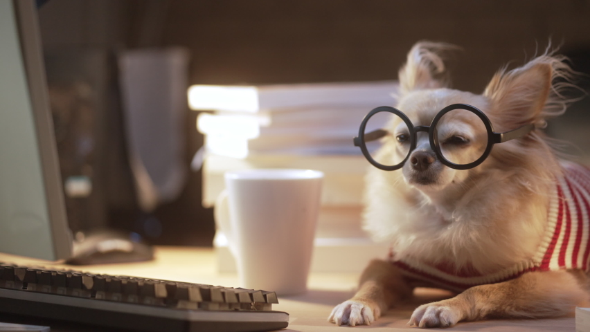 Nerd Chihuahua senior dog wear glasses working hard with laptop and stack of books work at home animal  | Shutterstock HD Video #1071591412