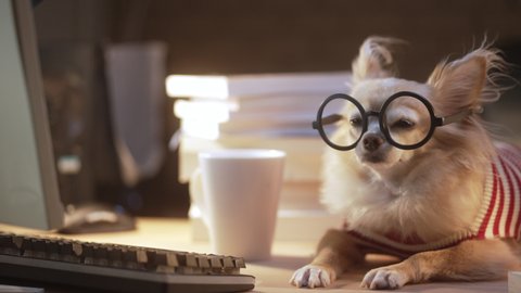 Nerd Chihuahua senior dog wear glasses working hard with laptop and stack of books work at home animal 
