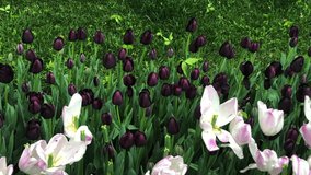 The most beautiful tulip videos of istanbul