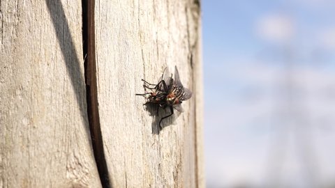 Two flies mating in the spring