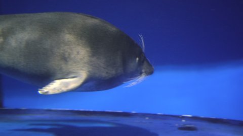 Two Baikal seals swim in the aquarium of the Baikal Museum of the Irkutsk Scientific Center - aquarium complex.