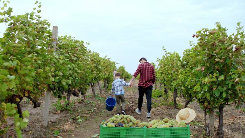 Walking through the vineyard dad and his small son with a pail to collecting the grapes harvest of this year from the vineyard other family members collecting the grapes as well Royalty-Free Stock Footage #1071596449