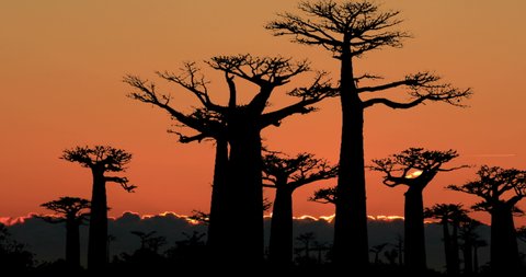 Baobab Trees Forest Avenue Of The Baobabs In Madagascar Red Light Sunrise Time