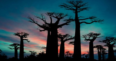 Baobab Trees Forest Avenue Of The Baobabs In Madagascar Red Blue Sky at Dusk Tim