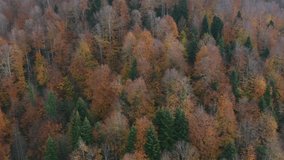Beautiful autumn landscape video with drone
