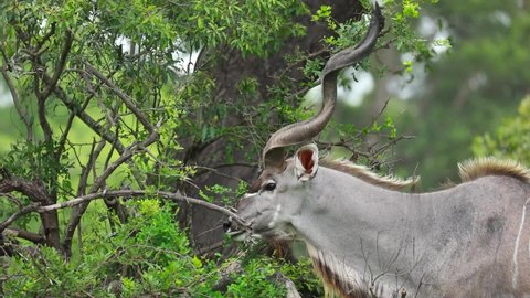 Medium closeup of a kudu bull feeding on green leaves, Kruger National Park. 