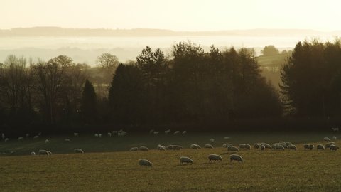 Flock of sheep in a green field, rural countryside farm in farmland on a misty sunrise with beautiful sunlight, typical English scene of British landscape scenery in The Cotswolds, England, UK