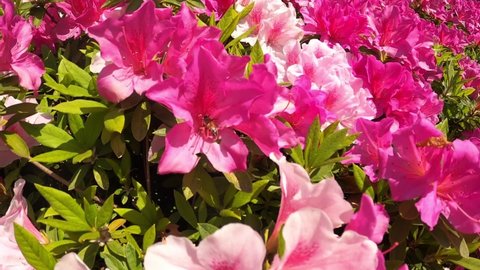 Bee collecting azaleas and nectar in full bloom in spring (slow motion)