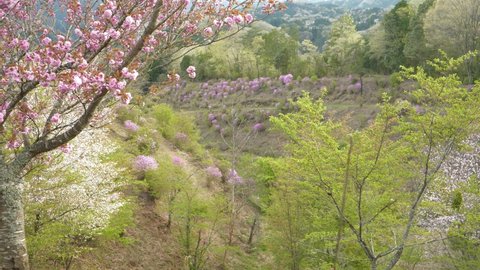 Spring Satoyama, fresh green and azaleas in full bloom