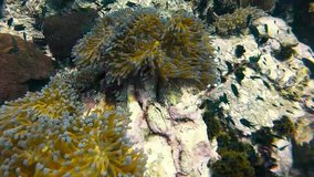 Underwater Video of Sea Anemone Field and Marine Fish in Coral Reef Pinnacle Landscape with clear water background in scuba diving trip.