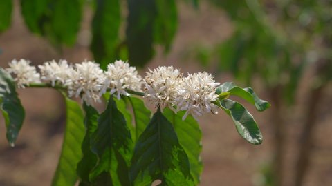 A closeup shot of a flowering coffee plant
