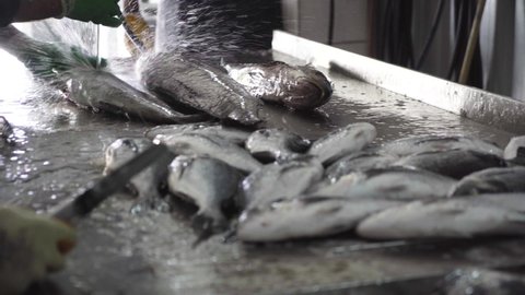 Cleaning Fish in the Fish Factory 4K