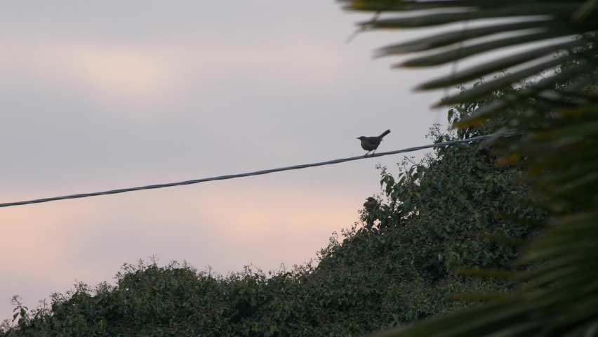 Small blackbird on the power line. Slow motion 4K