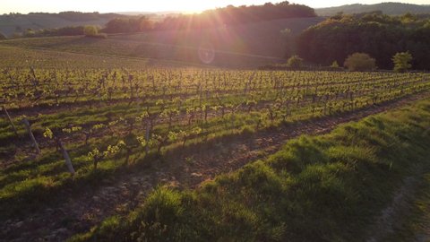 Aerial view of vineyard in spring at sunrise, Bordeaux Vineyard, Gironde, France
