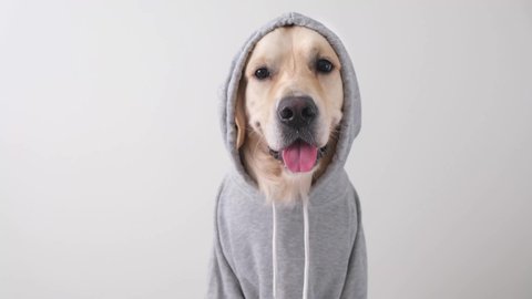 A dog in a gray sweatshirt with a hood. Golden retriever in clothes sits on a white background.