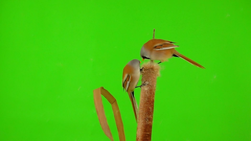 two baleen tits sit on reed (cattail) on a green background, one tit flies away. studio, slow motion