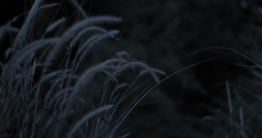 Close up of dry weeds are swaying in the wind in a dark meadow at night. Slow motion. Royalty-Free Stock Footage #1071635071