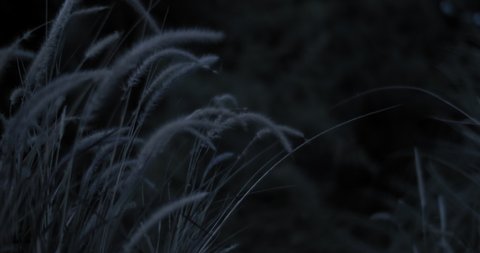 Close up of dry weeds are swaying in the wind in a dark meadow at night. Slow motion.