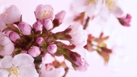 Time lapse of blooming cherry tree blossoms, beautiful spring blooming background