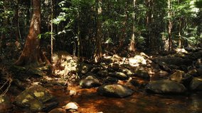Shady creek bed in tropical thickets. Thailand. Phuket. Video with sound
