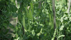 Growing peas. Soft edible sweet strings grow in the open air. 4k video