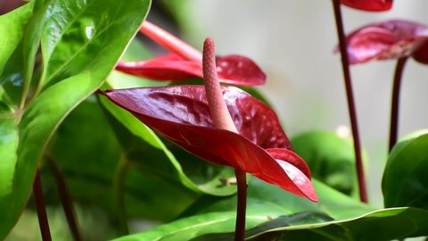 Closeup view of red Anthurium flowers in nature 