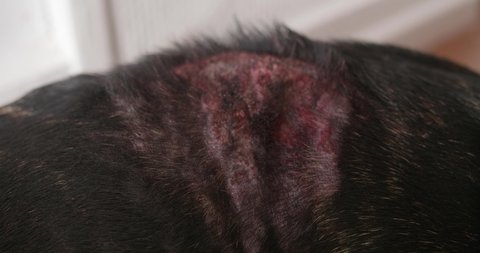 Close up of wounds on a black dog's back. Illness due to allergies and scratching. Blood and scab, needs a veterinarian.