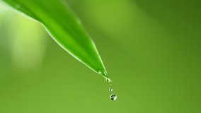 Super slow motion of falling water drop from leaf. Filmed on high speed cinema camera, 1000 fps. Super macro lens. - Powered by Shutterstock - Get 15% off with code: PIKWIZARD15