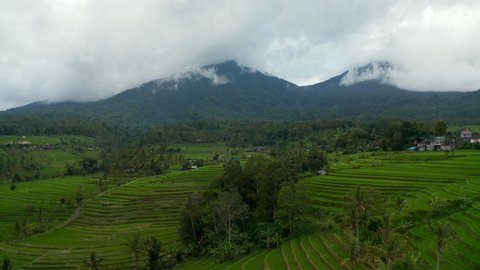 Aerial dolly view of lush green terraced paddy fields in Bali. Green rice fields on the hills with tall mountains in the background