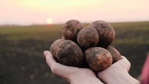 A farmer in a field holds a crop of freshly dug potato tubers. Planting potatoes, seed fund. Food growing concept, vegetable growing, bio products, bioecology, vegetarians, natural pure, fresh product