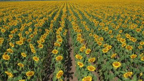 4k drone video of sunflower field. Agriculture. Aerial view of sunflowers. Taking sunflower blooming in a vast sunflower field fluttering in the wind
