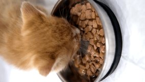 4k Close up striped kitten eats fresh canned cat food for small kittens. Advertising wet kitty food on grey floor. Vertical video.