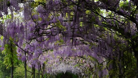 Beautiful purple wisteria in bloom. blooming wisteria tunnel in a garden near Piazzale Michelangelo in Florence, Italy.