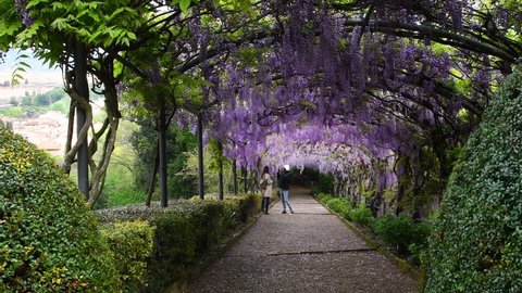 Florence, April 2021: Beautiful purple wisteria in bloom. blooming wisteria tunnel in a garden near Piazzale Michelangelo in Florence, Italy.