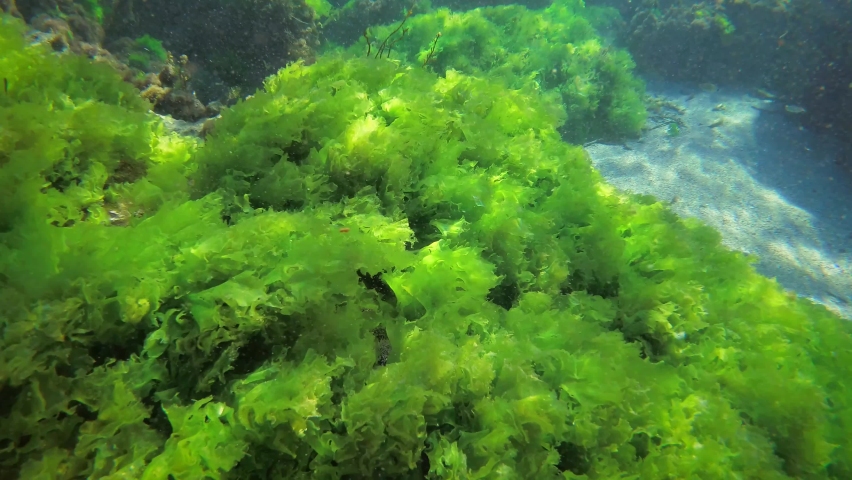 Bushes of green algae Sea lettuce (Ulva lactuca) ripples in waves. Royalty-Free Stock Footage #1071657019
