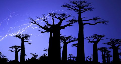 Baobab Trees Forest Avenue Of The Baobabs In Madagascar Stormy Night Lighting Bo