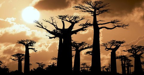 Baobab Trees Forest Avenue Of The Baobabs In Madagascar Cloudy Sunset Time Lapse