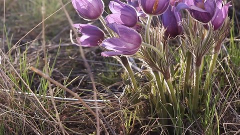 Pulsatilla patens (dream grass) blooms in the spring in the field. Dream-grass close-up