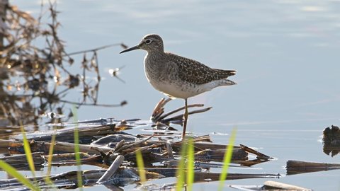 Wood Sandpiper bird (Tringa glareola) resting in a pond with blue water. Close Up.