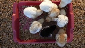 Group of young Chicks Feeding