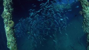 School of fish at Liberty ship wreck. Underwater world of Tulamben, Bali, Indonesia.