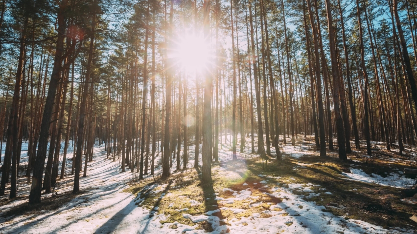 Beautiful Sunset Sun Sunshine In Sunny Early Spring Coniferous Forest. Sunlight Sun Rays Shine Through Pine Woods In Forest Landscape Partially Covered Snow In Late Autumn Or Early Winter Season. Royalty-Free Stock Footage #1071671851