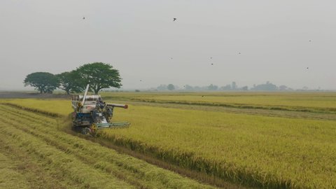 Aerial top view of tractor rice car working on dry or ripe rice paddy, crop field, harvest agriculture cultivation production. Nature landscape.Industry in farm. The text at the car means rice.