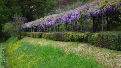 Beautiful Wisteria tunnel in a garden in Florence with the Basilica of San Miniato al Monte on background. Italy.