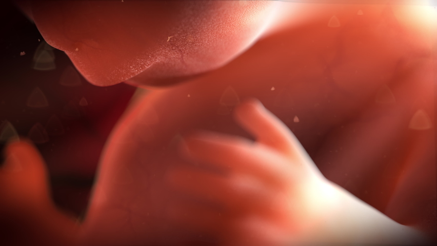 Beautiful realistic animation of a 8 week unborn in the womb. Intricate workings combined with a shallow depth of field provide a soft but detailed tone for this artistic shot. It has many application